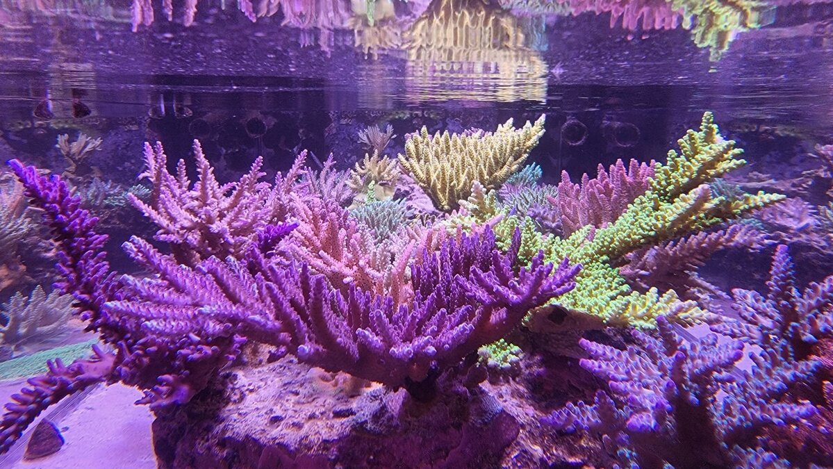 Aquacultured Acropora coral colony grown at Bull Reef, representative of livestock used in the Utica Zoo exhibit