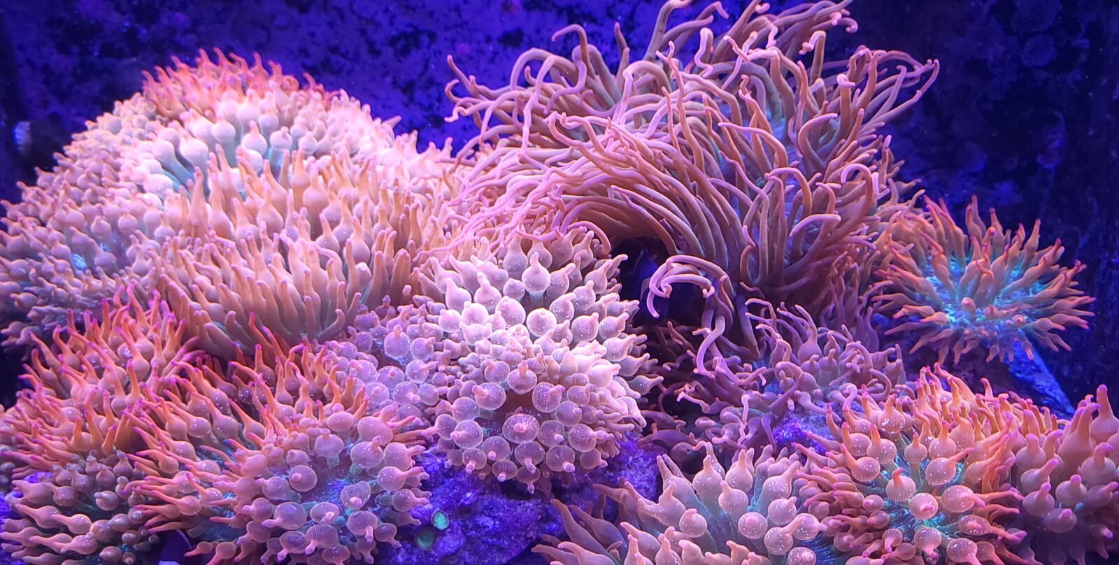 Aquacultured sea anemones under blue reef lighting in a Bull Reef exhibit